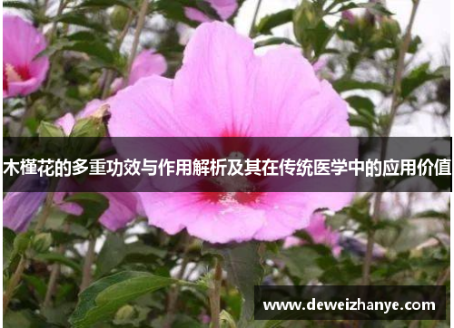 木槿花的多重功效与作用解析及其在传统医学中的应用价值 木槿花的多重功效与作用解析及其在传统医学中的应用价值